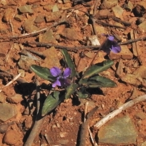 Viola betonicifolia at Tharwa, ACT - 30 Oct 2018