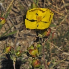 Hibbertia obtusifolia (Grey Guinea-flower) at Tuggeranong DC, ACT - 29 Oct 2018 by JohnBundock