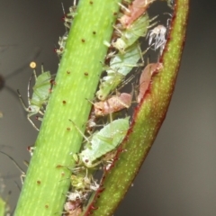 Macrosiphum rosae (Rose aphid) at Ainslie, ACT - 30 Oct 2018 by jb2602