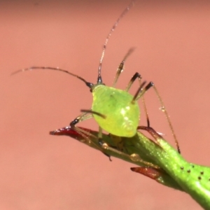 Macrosiphum rosae at Ainslie, ACT - 30 Oct 2018 11:52 AM