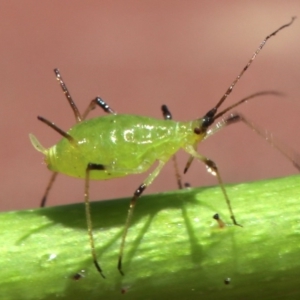 Macrosiphum rosae at Ainslie, ACT - 30 Oct 2018 11:52 AM