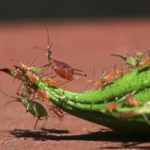 Macrosiphum rosae at Ainslie, ACT - 30 Oct 2018 11:52 AM