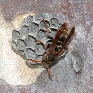 Polistes (Polistella) humilis at undefined - 26 Oct 2018