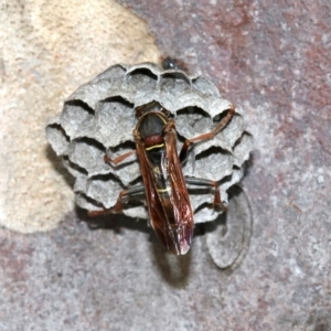 Polistes (Polistella) humilis at undefined - 26 Oct 2018 05:08 PM
