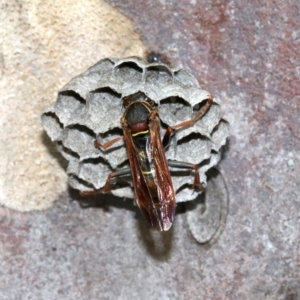 Polistes (Polistella) humilis at undefined - 26 Oct 2018