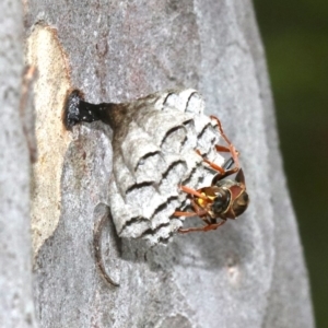 Polistes (Polistella) humilis at undefined - 26 Oct 2018