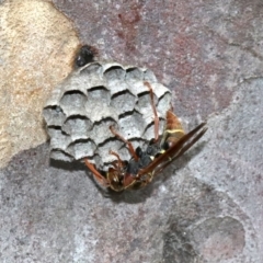 Polistes (Polistella) humilis at undefined - 26 Oct 2018