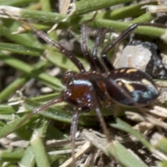 Habronestes bradleyi (Bradley's Ant-Eating Spider) at Paddys River, ACT - 31 Oct 2018 by JudithRoach