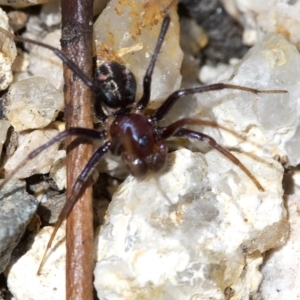 Habronestes bradleyi at Paddys River, ACT - 31 Oct 2018