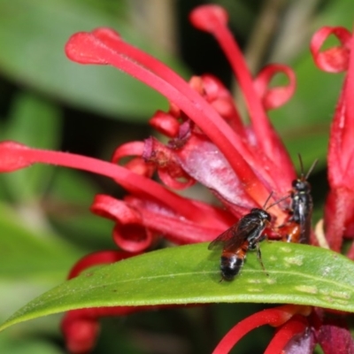 Hylaeus (Prosopisteron) littleri (Hylaeine colletid bee) at Ainslie, ACT - 29 Oct 2018 by jb2602