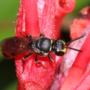 Hylaeus (Prosopisteron) littleri at Ainslie, ACT - 29 Oct 2018