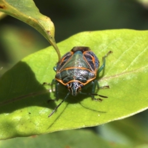Poecilometis sp. (genus) at undefined - 28 Oct 2018 01:29 PM