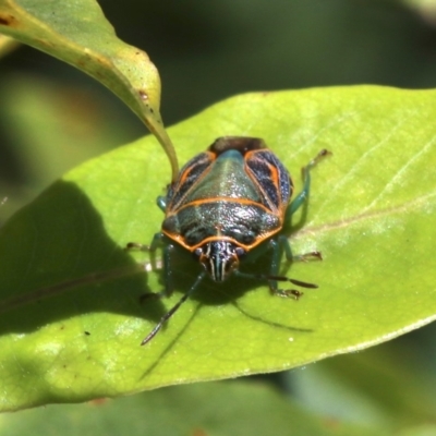 Poecilometis sp. (genus) (A Gum Tree Shield Bug) at Undefined - 28 Oct 2018 by jb2602