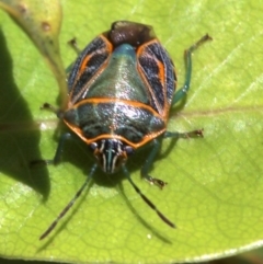 Poecilometis sp. (genus) at undefined - 28 Oct 2018 01:29 PM