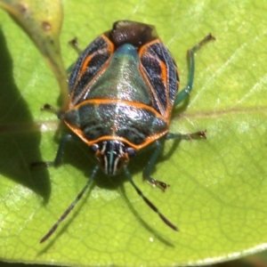 Poecilometis sp. (genus) at undefined - 28 Oct 2018 01:29 PM
