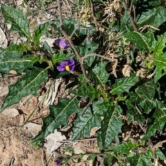 Solanum cinereum (Narrawa Burr) at Hughes, ACT - 26 Oct 2018 by JackyF