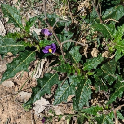 Solanum cinereum (Narrawa Burr) at Red Hill Nature Reserve - 26 Oct 2018 by JackyF