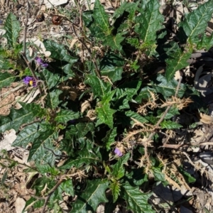 Solanum cinereum at Hughes, ACT - 27 Oct 2018