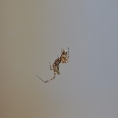 Philoponella congregabilis (Social house spider) at Wamboin, NSW - 30 Oct 2018 by natureguy