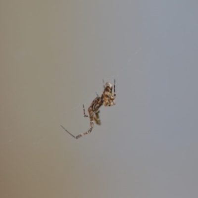 Philoponella congregabilis (Social house spider) at QPRC LGA - 29 Oct 2018 by natureguy