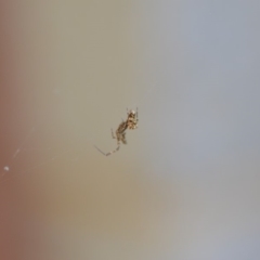 Philoponella congregabilis at Wamboin, NSW - 30 Oct 2018 10:37 AM