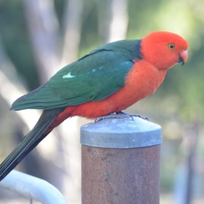 Alisterus scapularis (Australian King-Parrot) at Wamboin, NSW - 30 Oct 2018 by natureguy