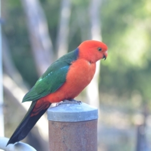 Alisterus scapularis at Wamboin, NSW - 30 Oct 2018 10:35 AM