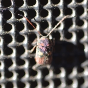 Cadmus (Cadmus) crucicollis at Wamboin, NSW - 30 Oct 2018 10:34 AM