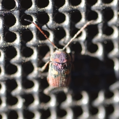 Cadmus (Cadmus) crucicollis (Leaf beetle) at QPRC LGA - 29 Oct 2018 by natureguy