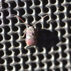 Cadmus (Cadmus) crucicollis at Wamboin, NSW - 30 Oct 2018 10:34 AM