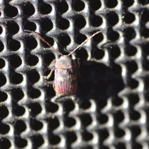 Cadmus (Cadmus) crucicollis at Wamboin, NSW - 30 Oct 2018