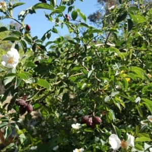 Rosa canina at O'Connor, ACT - 31 Oct 2018 03:42 PM