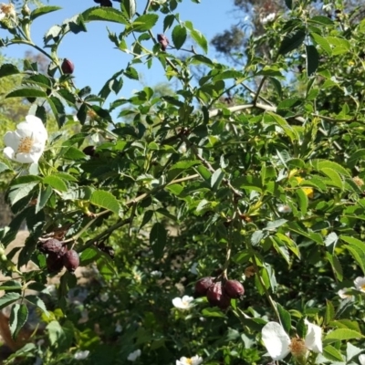 Rosa canina (Dog Rose) at O'Connor, ACT - 31 Oct 2018 by Mike