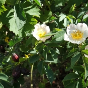 Rosa canina at O'Connor, ACT - 31 Oct 2018 03:42 PM