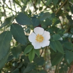 Rosa canina (Dog Rose) at O'Connor, ACT - 31 Oct 2018 by Mike