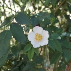 Rosa canina (Dog Rose) at Bruce Ridge - 31 Oct 2018 by Mike