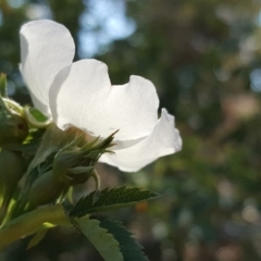 Rosa canina at O'Connor, ACT - 31 Oct 2018