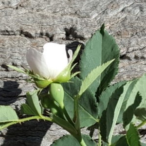 Rosa canina at O'Connor, ACT - 31 Oct 2018