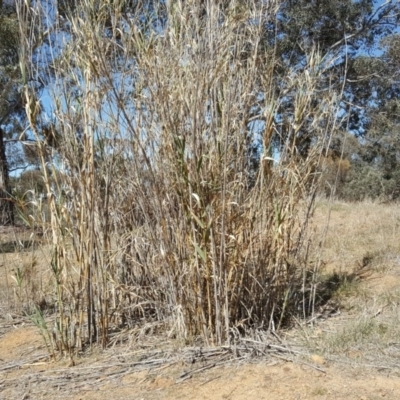 Arundo donax (Spanish Reed, Giant Reed) at Bruce Ridge - 31 Oct 2018 by Mike