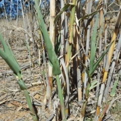 Arundo donax at O'Connor, ACT - 31 Oct 2018 03:29 PM