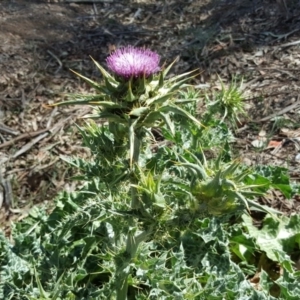 Silybum marianum at O'Connor, ACT - 31 Oct 2018