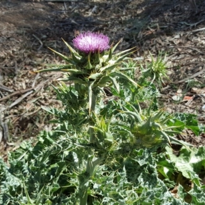 Silybum marianum (Variegated Thistle) at Bruce Ridge - 31 Oct 2018 by Mike