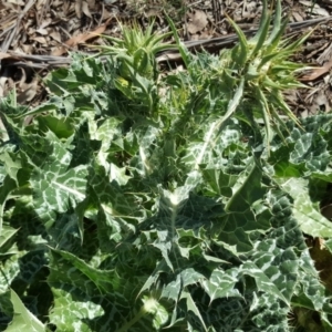 Silybum marianum at O'Connor, ACT - 31 Oct 2018