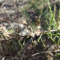 Tamarix sp. at O'Connor, ACT - 31 Oct 2018 by Mike