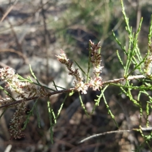 Tamarix sp. at O'Connor, ACT - 31 Oct 2018