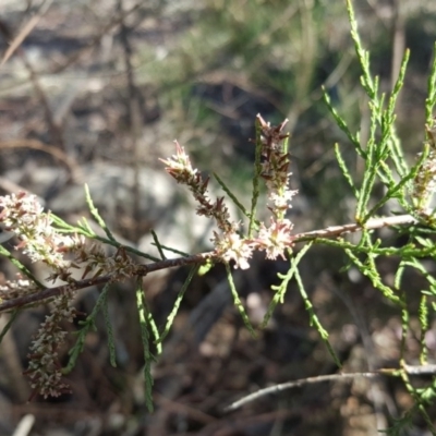 Tamarix sp. at O'Connor, ACT - 31 Oct 2018 by Mike