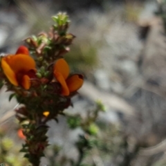 Pultenaea procumbens (Bush Pea) at Bruce Ridge - 31 Oct 2018 by Mike