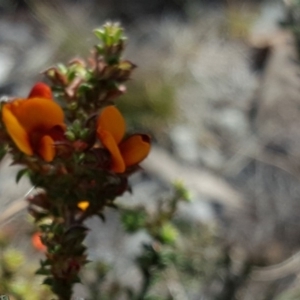 Pultenaea procumbens at O'Connor, ACT - 31 Oct 2018 02:52 PM