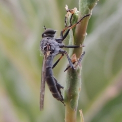 Cerdistus sp. (genus) (Yellow Slender Robber Fly) at Paddys River, ACT - 21 Dec 2015 by michaelb