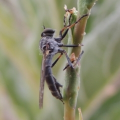 Cerdistus sp. (genus) (Slender Robber Fly) at Paddys River, ACT - 21 Dec 2015 by MichaelBedingfield